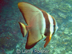 Batfish, D70s, ISO200, f2.8, 1/13 by Larry Polster 